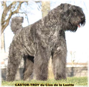 bouvier des flandres du clos de la luette - copyright d&eacute;pos&eacute;